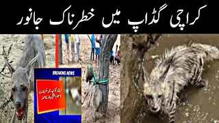 کراچی گڈاپ میں بکریوں کا خون چوسنے والی بلا | AS Info TV