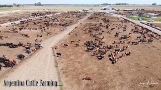 Argentina Cattle Farming / Feedlot