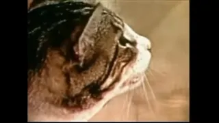 Исследования кошек Поттенджера. Натуральное питание. Кошки и сыроедение.(русский перевод)
