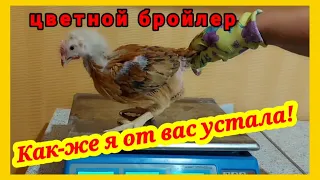 ‼️Больше такого не будет‼️ Это беда, держать вместе цветного и белого бройлера. Вес ЦБ в 3 недели.