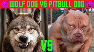 🔥😱wolf dog vs pitbull dog/most dangerous fight🔥😱