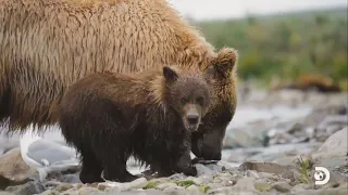 RVing in Alaska's Katmai National Park: A Bear Viewing Experience Like No Other