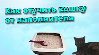 Как отучить кошку от наполнителя? Или ищем компромисс