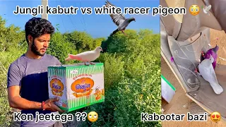 jangli kabutar or safed kabootar ki bazi lag gayi 😍 !! Wild pigeon vs white homer pigeon 🕊