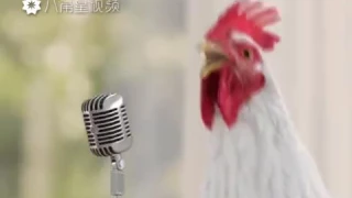 Китайский прикол про Новый год, поющие курицы и петух