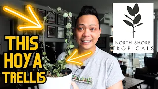 I LOVE THIS TRELLIS 😮💚 Hoya Plant Chores | repot, propagations | indoor houseplant chores 🌱