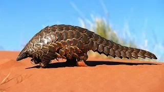 Pangolin : l'animal le plus braconné du monde - ZAPPING SAUVAGE