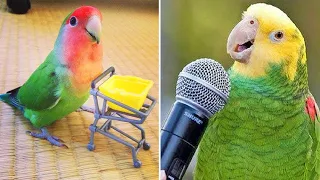 Baby Animals 🔴 Funny Parrots and Cute Birds Compilation (2022) Loros Adorables Recopilación 2