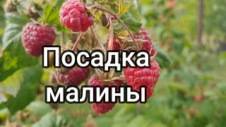 Посадка малины.