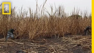 The Human Cost of Sugar Harvesting | National Geographic