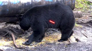 30+ HUGE BEARS SHOT COMPILATION | ARCHERY ONLY