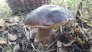 Нашёл необыкновенно красивый белый гриб! Тихая охота на грибы продолжается! Сентябрь 2021 г.
