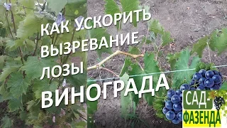 Виноград. Вызревание лозы винограда