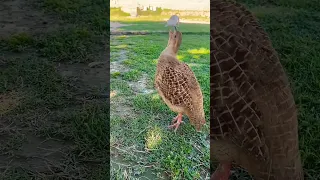 #birds #everyone #dinovalleyislamabad #indianstate #viralvideo #automobile #wheatfields