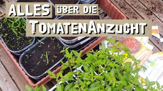 Tomaten - Aussaat und  Anzucht - 17 Tipps vom Profi - Tomaten anbauen im März