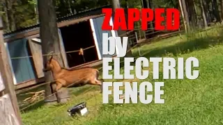 Goat gets shocked by electric fence