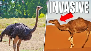 5 Animals That Should NOT Be In Australia