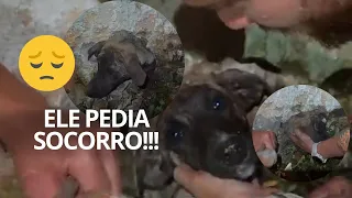 No Fundo do Desespero: Unidos para Salvar um Amigo Peludo