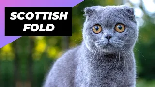 Scottish Fold 🐱 The Cutest Cat Breed