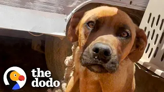 Dog Who Was Tied To A Trailer For A Month Jumps For Joy Now | The Dodo