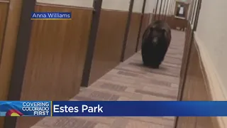 VIDEO: Bear Meanders Down Hallway At YMCA Of The Rockies