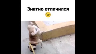 Собака ходит на двух лапах