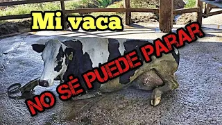 Mi vaca no se puede parar. Síndrome de la vaca caída, causas y tratamiento.