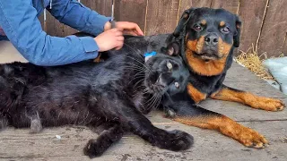 Luna the panther shedding / Combing out the leopard and rottweiler