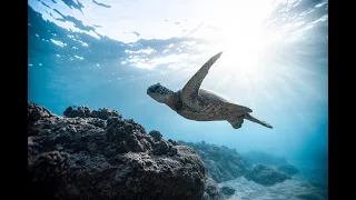 Sea turtles swimming