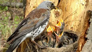 Гнездование, Рябинник кормит птенцов, Fieldfare Chicks