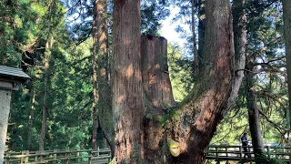 Largest tree in Japan, Shogun Cedar