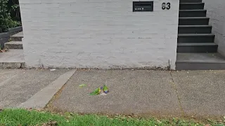 Rainbow Lorikeets 🦜