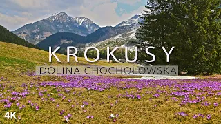 Dolina Chochołowska, Krokusy, Polana Chochołowska, Tatry Zachodnie, zielony szlak do Krokusów