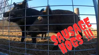 Trapping wild hogs to make sausage with Muddyfeet!!!