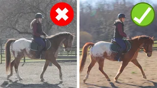 How To Get Your Horse On The Bit (STEP-BY-STEP GUIDE)