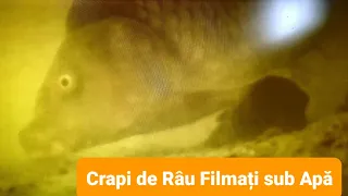 Filmare sub Apă Pescuit La Crap Sălbatic de Râu cu Camera pe Firul de Pescuit #waterwolf #underwater