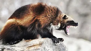 WOLVERINE ─  A Honey Badger on Steroids! Wolverine vs wolf and deer