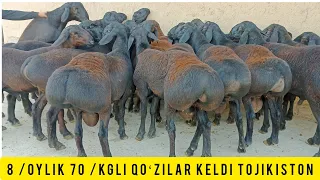 8 OYLIK 70 KGLI TOJIK NASILGA QOʻCHQORLAR KELDI