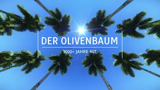 Der alte Olivenbaum - Teil 1 von 2 | Kleiner Ausflug mit Yamaha XMAX 300 Tech Max (2021) | VLOG194