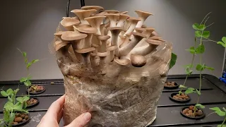 Black King Oyster Mushroom Harvest