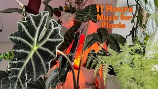 11 Hours Music for Plants To Stimulate Plant Growth and Happiness