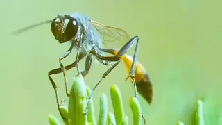 These Caterpillars Never Stood a Chance Against the Bodysnatcher Wasp | Trials Of Life | BBC Earth