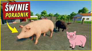 Świnie w Farming Simulator 22 - PORADNIK