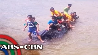 UKG: Butanding natagpuang patay sa Surigao del Norte