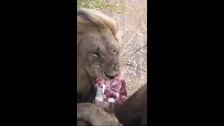 Lion lunch time #shorts #gertdekoker