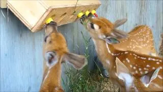 Fawns Bottle-Feeding