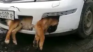 СОБАКУ СБИЛА МАШИНА / собака в ДТП на дороге