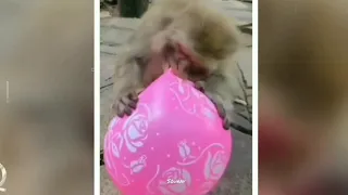 monkey balloon prank