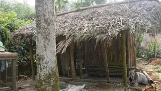 The old is broken, make the new chicken bamboo house | Countryside life| Life with nature