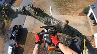 Oak Tree Climbing and Cutting